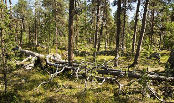 Monimuotoista metsää. Kuva Riku Lumiaro.